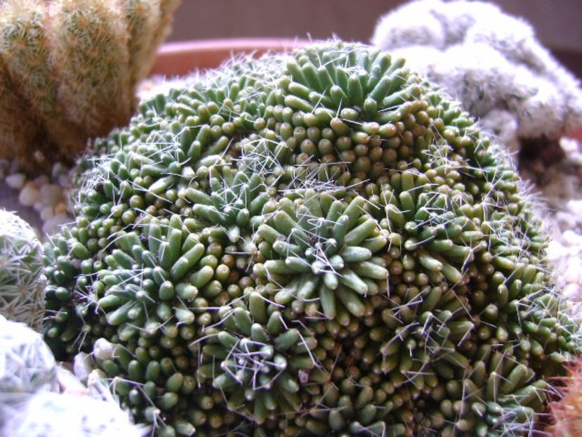 Mammillaria crinita ssp monstruosa - Cactusi 2017