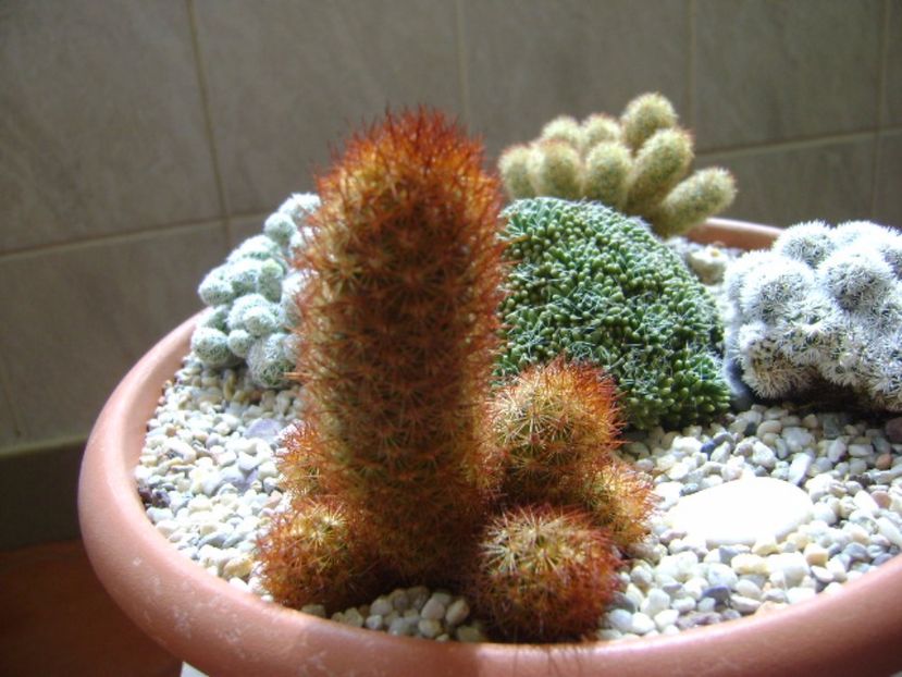 Mammillaria elongata v. rubrispina - Cactusi 2017