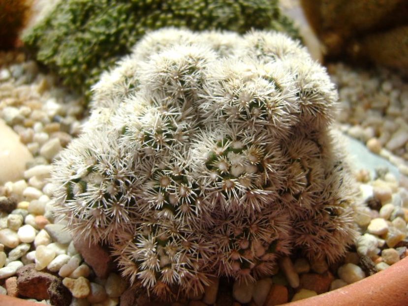 Mammillaria vetula ssp. gracilis cv. Arizona Snowcap - Cactusi 2017