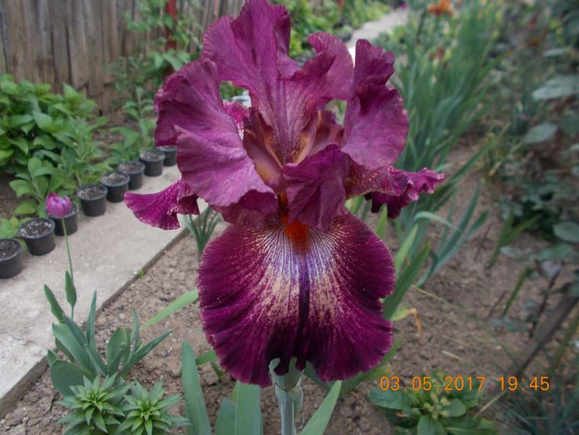 indiscreet - IRISI BARBATA ELATIOR SI INTERMEDIA  2017