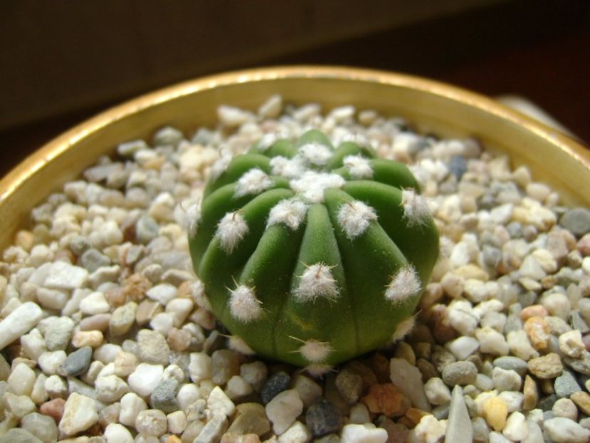 Echinopsis subdenudata - Cactusi 2017