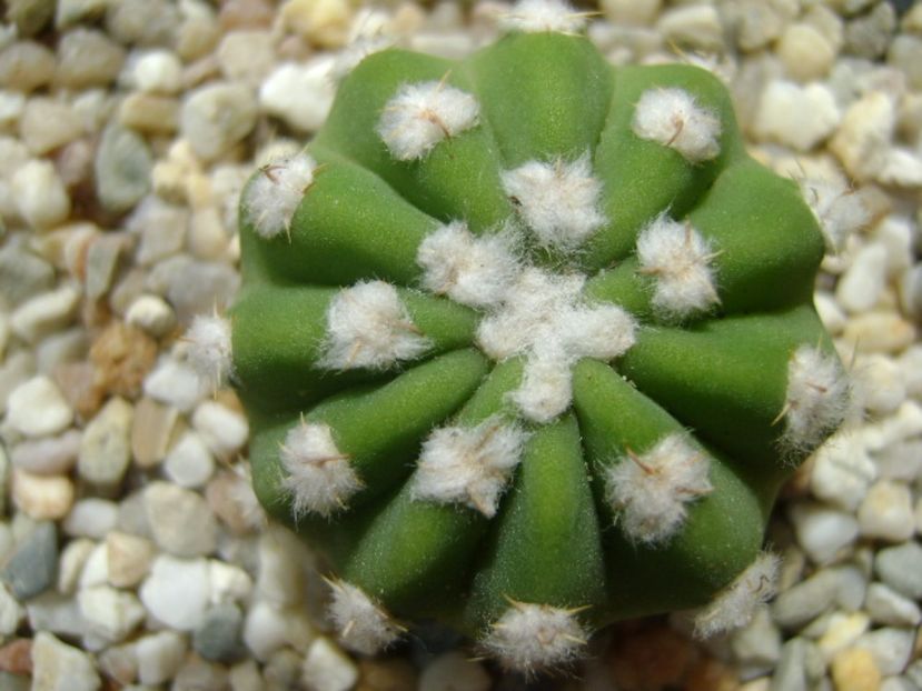 Echinopsis subdenudata - Cactusi 2017