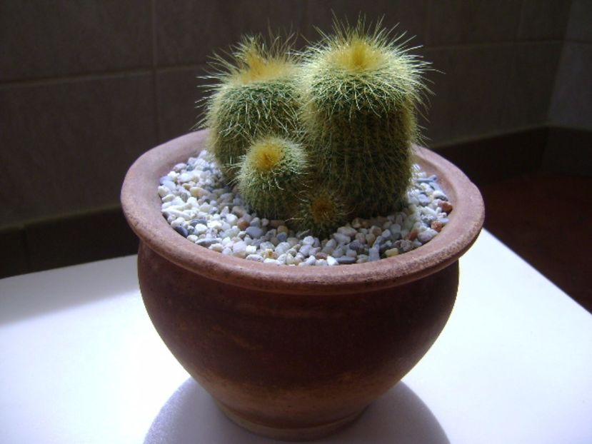 Notocactus leninghausii - Cactusi 2017