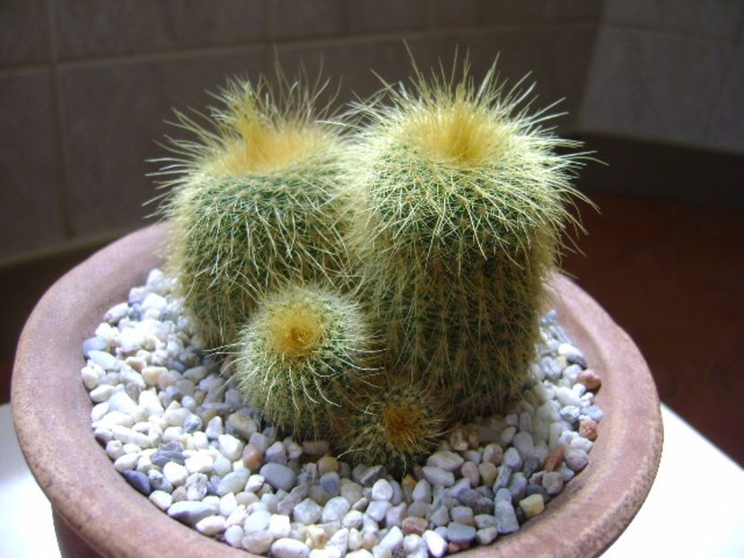 Notocactus leninghausii - Cactusi 2017