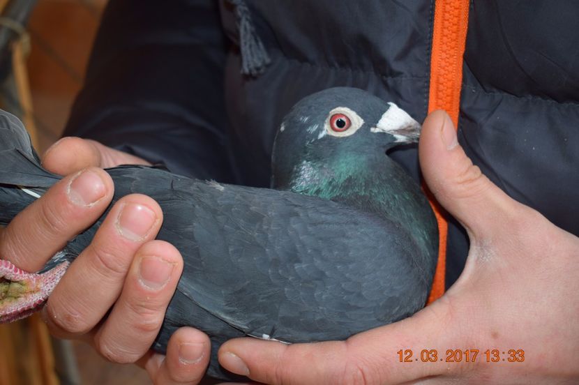  - Porumbei la Gramada pentru 2016