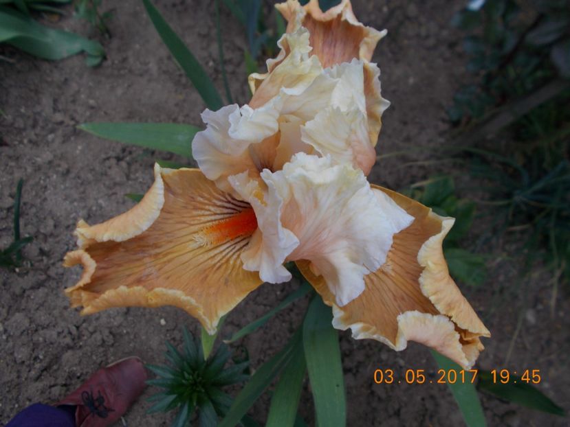 fundation van gogh - IRISI BARBATA ELATIOR SI INTERMEDIA  2017