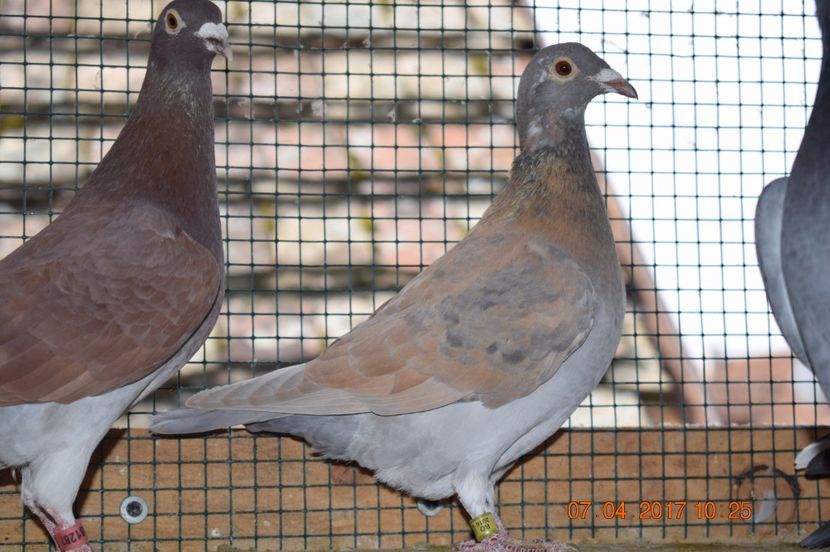  - Porumbei la Gramada pentru 2016