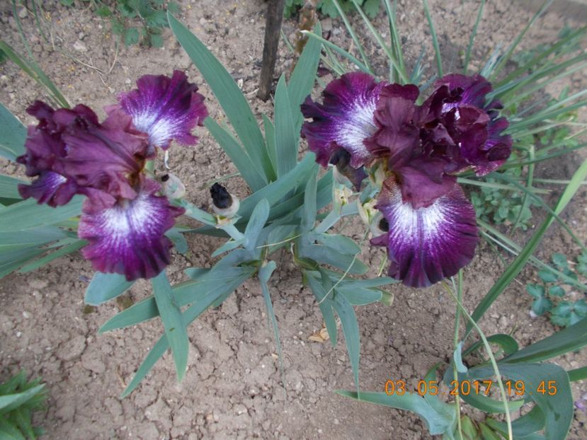 rocket master - IRISI BARBATA ELATIOR SI INTERMEDIA  2017