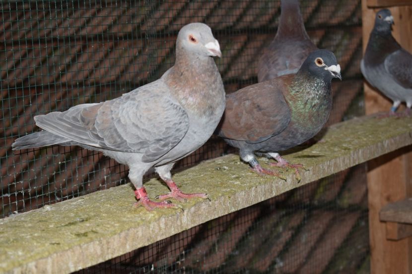  - Porumbei la Gramada pentru 2016