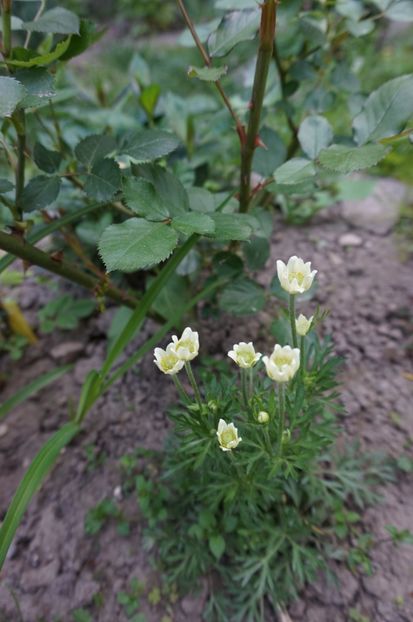  - Geranium si alte perene