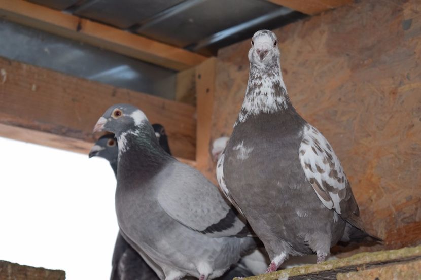  - Porumbei la Gramada pentru 2016