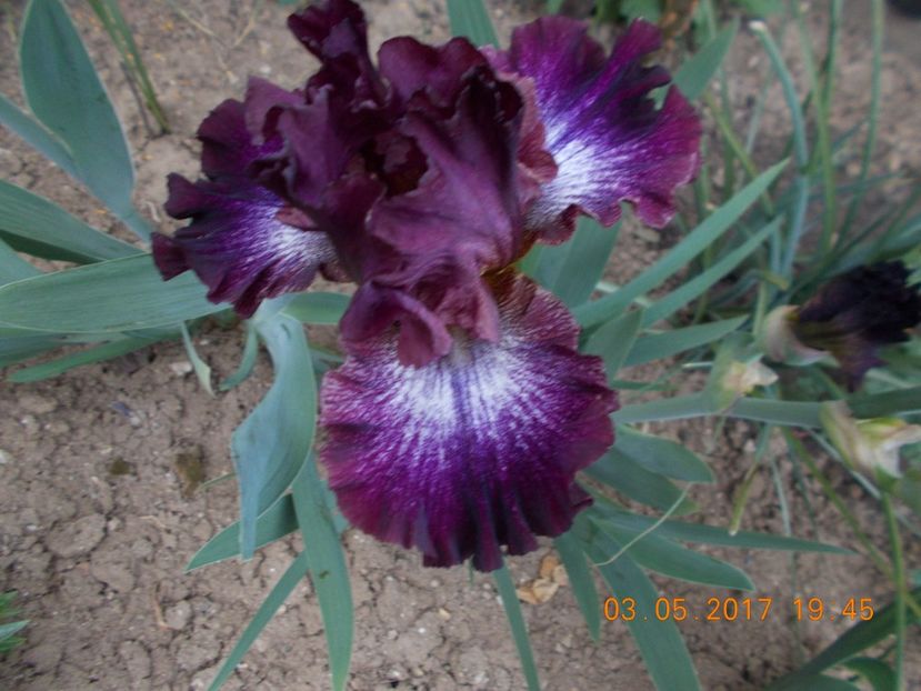 rocket master - IRISI BARBATA ELATIOR SI INTERMEDIA  2017