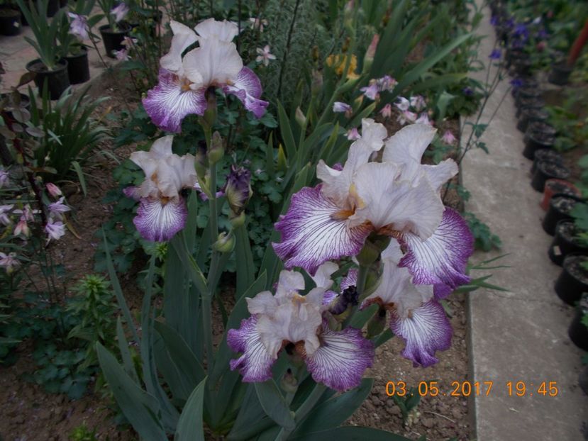 picadilly circus - IRISI BARBATA ELATIOR SI INTERMEDIA  2017