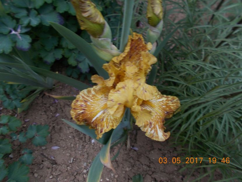 tiger honey - IRISI BARBATA ELATIOR SI INTERMEDIA  2017