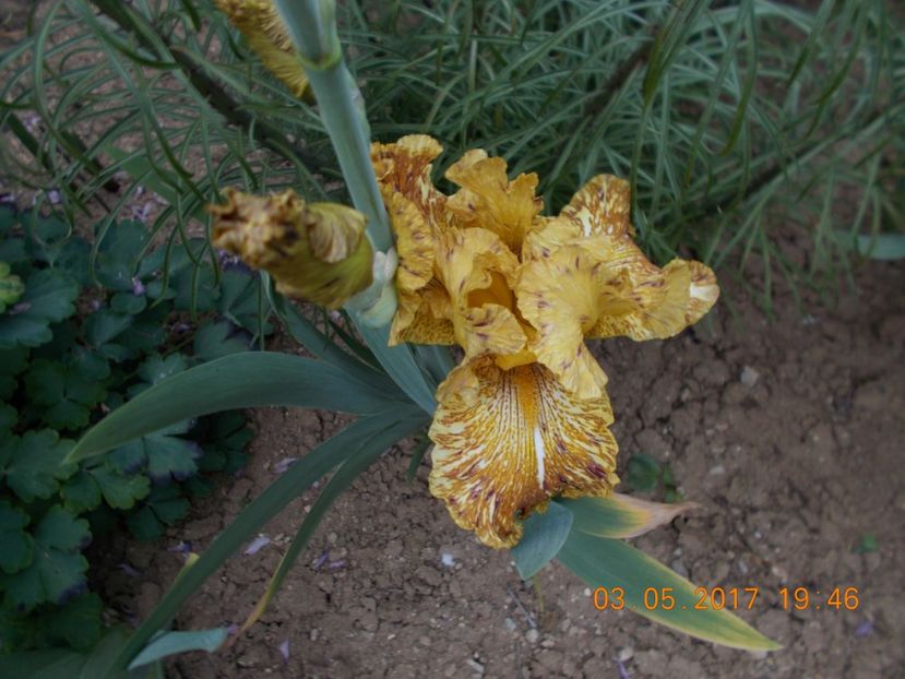 tiger honey - IRISI BARBATA ELATIOR SI INTERMEDIA  2017