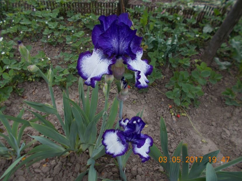 art deco - IRISI BARBATA ELATIOR SI INTERMEDIA  2017