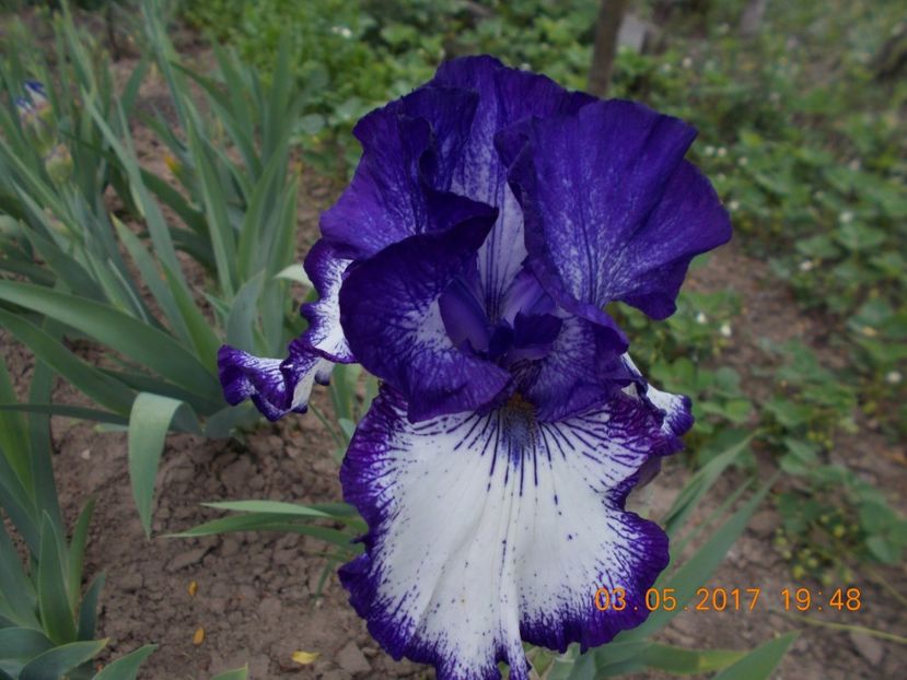 art deco - IRISI BARBATA ELATIOR SI INTERMEDIA  2017