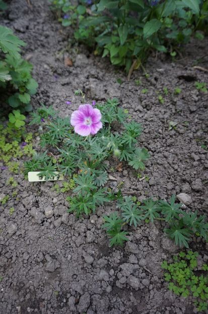 Sanguineum Elke - Geranium si alte perene
