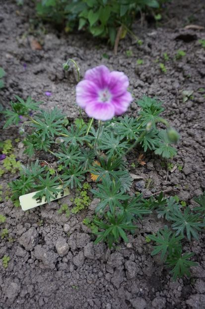  - Geranium si alte perene