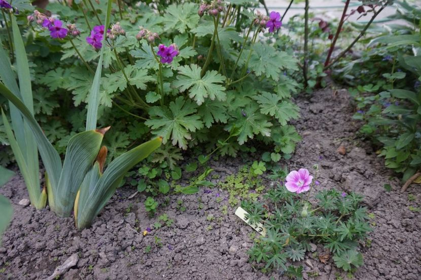  - Geranium si alte perene