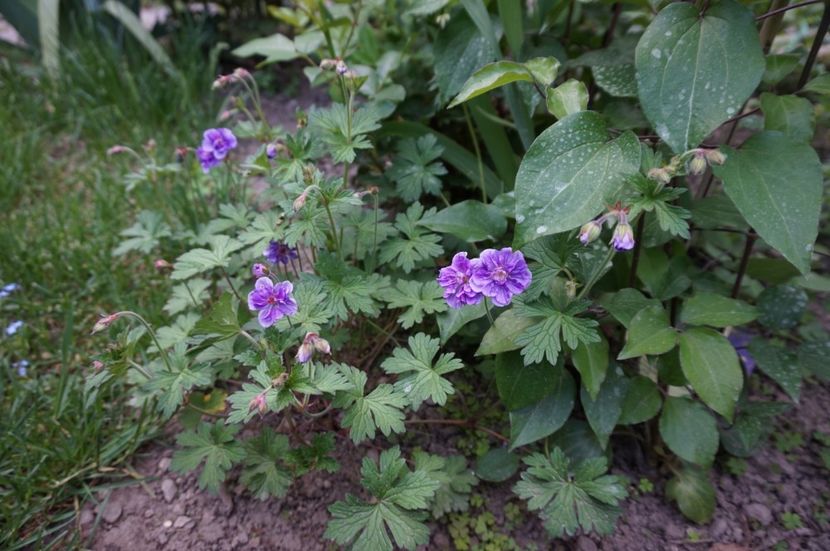 Himalayense Plenum - Geranium si alte perene