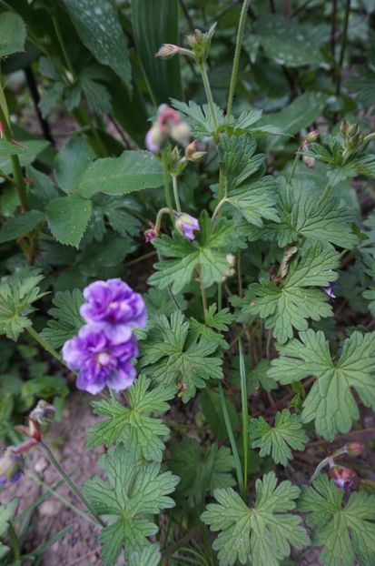  - Geranium si alte perene
