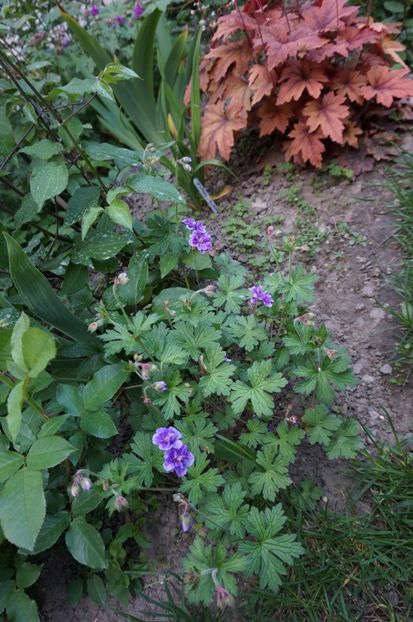  - Geranium si alte perene