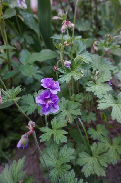  - Geranium si alte perene