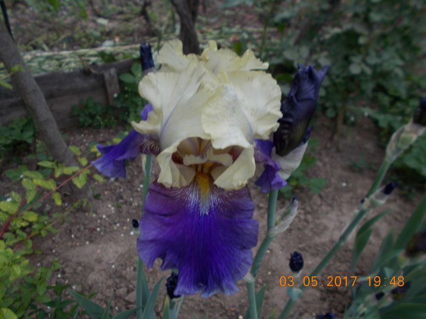 boysenberry buttercoup - IRISI BARBATA ELATIOR SI INTERMEDIA  2017