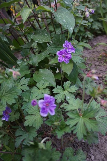  - Geranium si alte perene