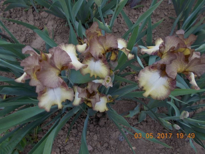 patina - IRISI BARBATA ELATIOR SI INTERMEDIA  2017