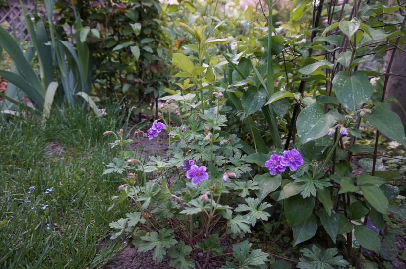  - Geranium si alte perene