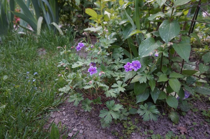  - Geranium si alte perene