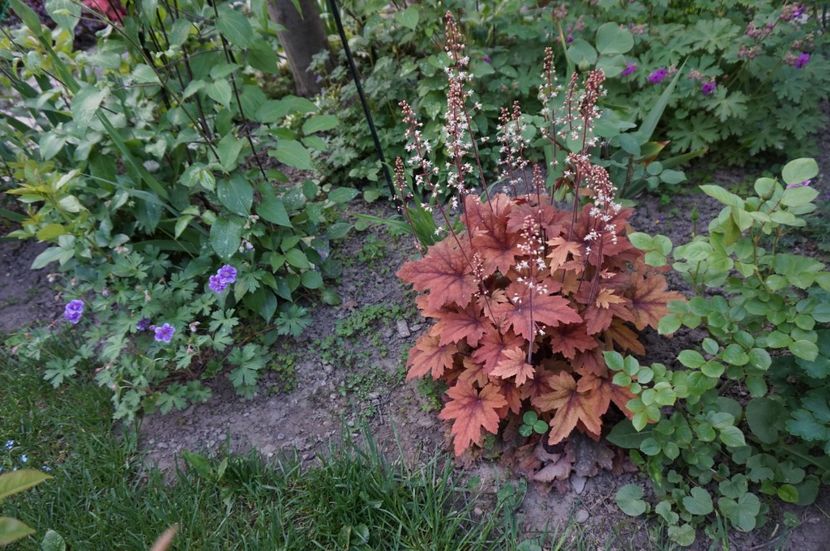  - Heuchera 2017