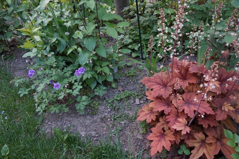  - Geranium si alte perene