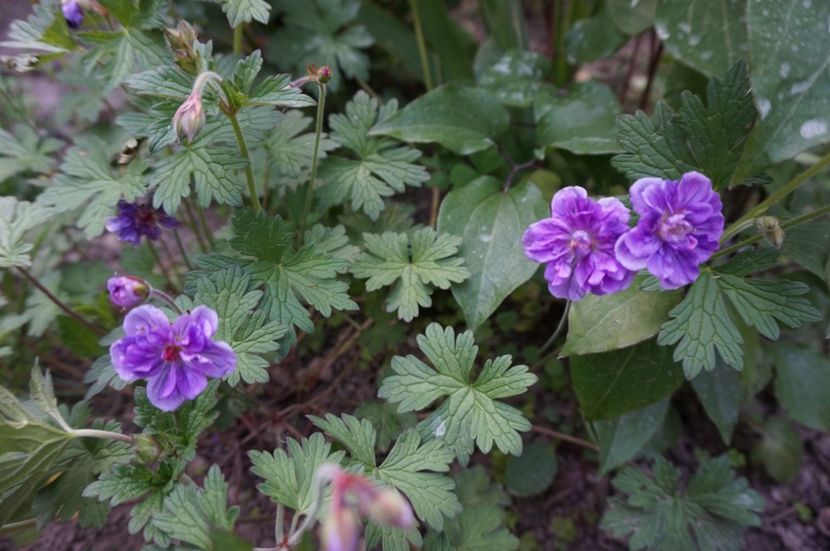 Himalayense Plenum - Geranium si alte perene
