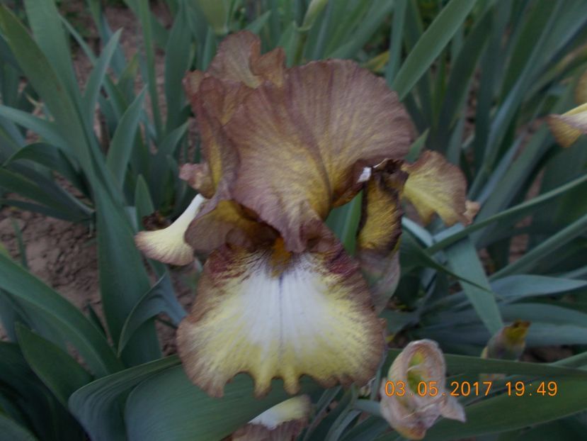 patina - IRISI BARBATA ELATIOR SI INTERMEDIA  2017