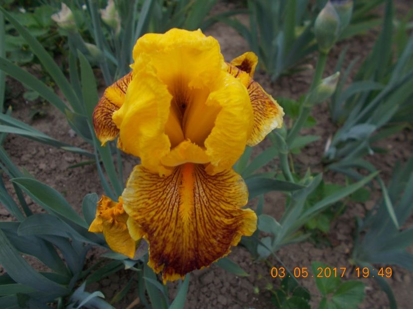 fanfaron - IRISI BARBATA ELATIOR SI INTERMEDIA  2017