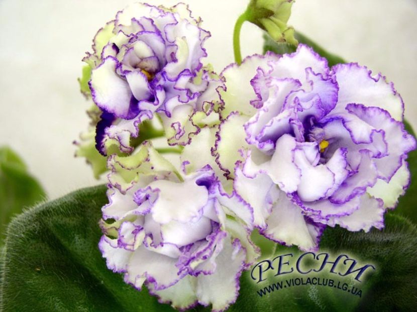 RS-Grace  poza net - ZZ RS Greis