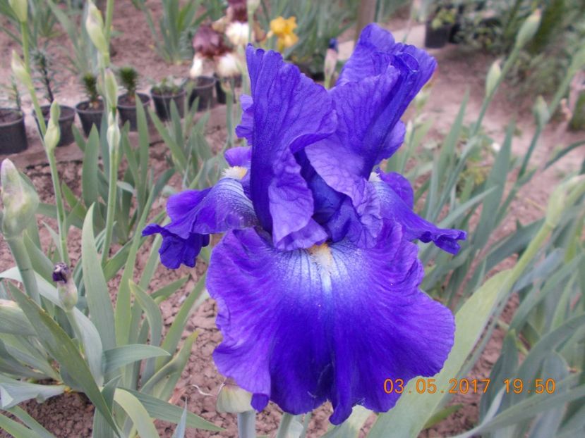  - IRISI BARBATA ELATIOR SI INTERMEDIA  2017