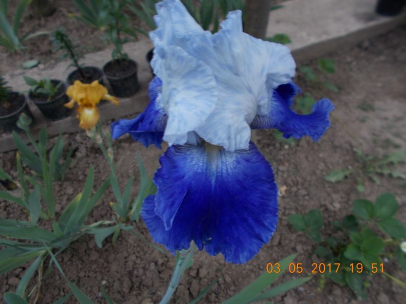 ride the wind - IRISI BARBATA ELATIOR SI INTERMEDIA  2017