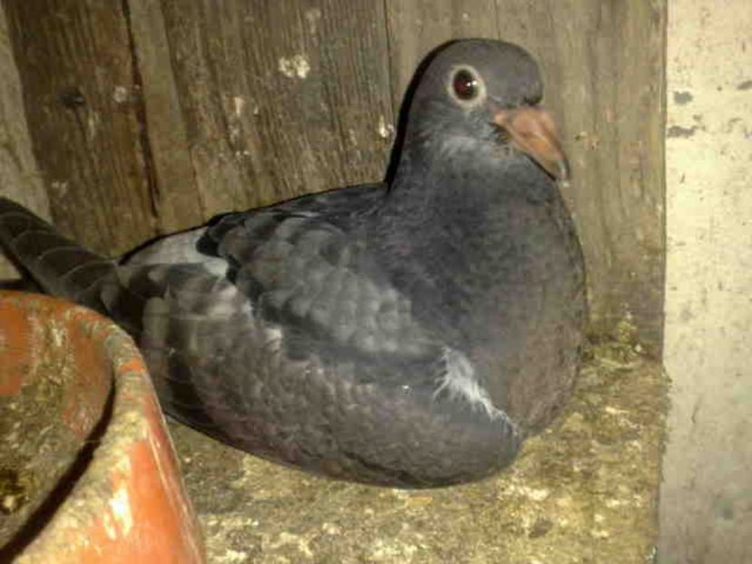 45 - X-Porumbei vinduti