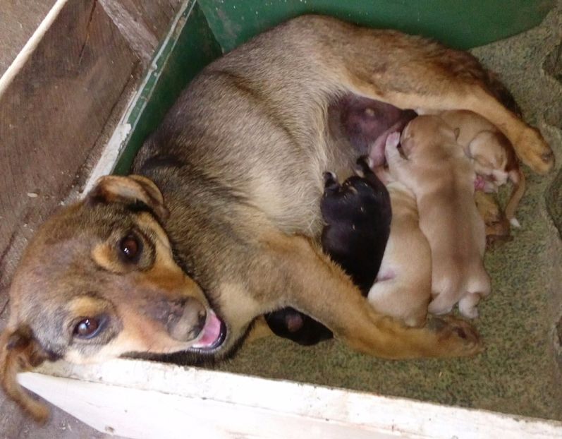  - AAAAAAAAA__DIVA_OSMI URMASUL LUI OSMAN IN MEMORIAM