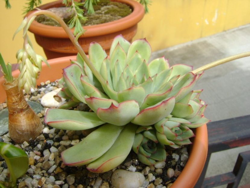 Echeveria pulidonis - Suculente 2017