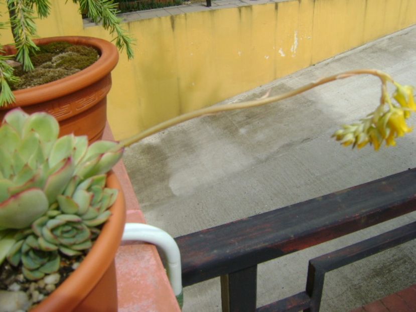 Echeveria pulidonis - Suculente 2017