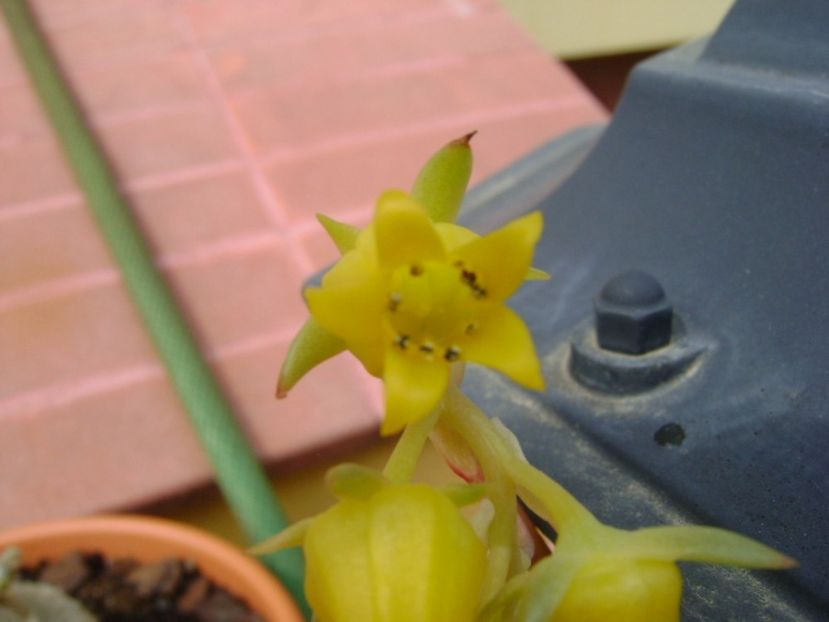 Echeveria pulidonis, detaliu - Suculente 2017