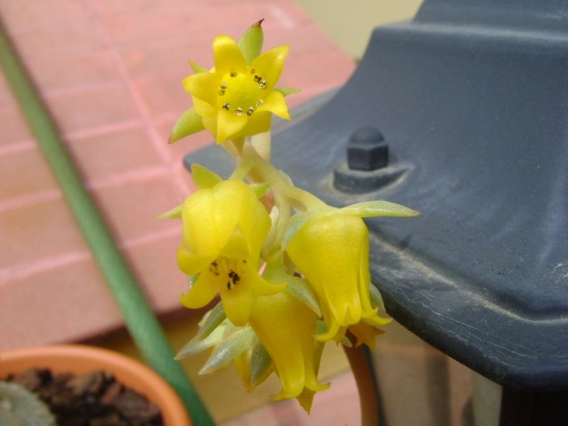Echeveria pulidonis, detaliu - Suculente 2017