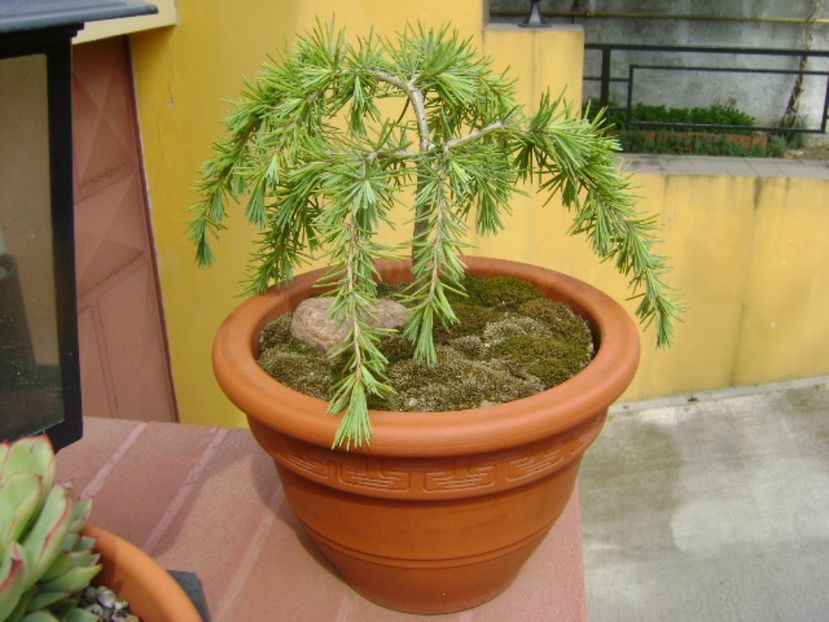 Cedrus deodara "feeling blue" - Bonsai si prebonsai 2016-2017