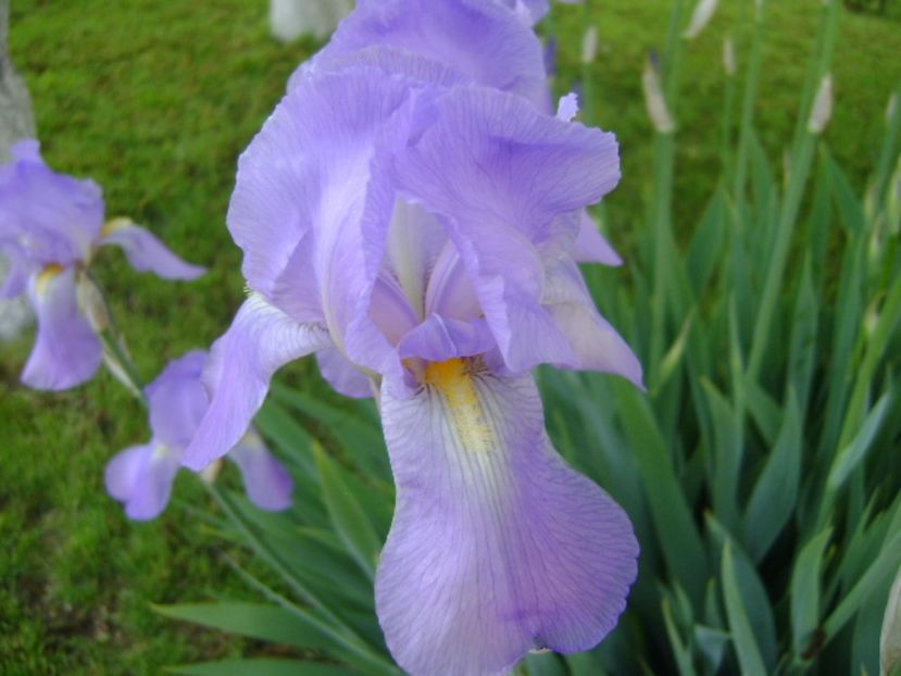 Iris - Primavara 2017