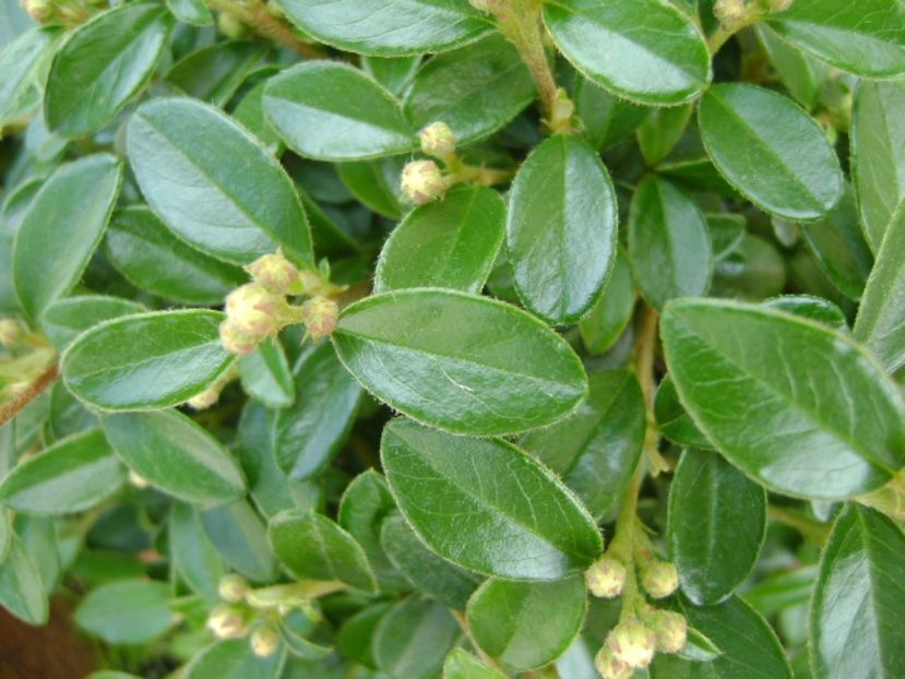 Cotoneaster dammeri, boboci - Primavara 2017